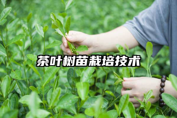 茶叶树苗栽培技术