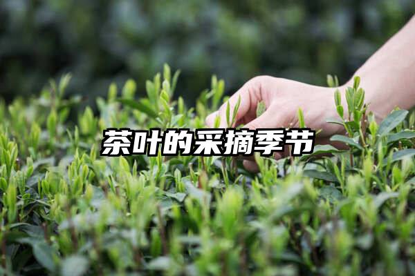 茶叶的采摘季节
