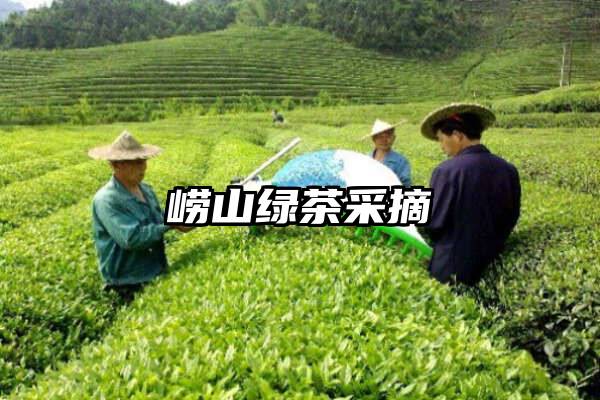 崂山绿茶采摘