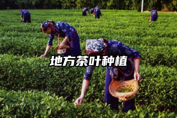 地方茶叶种植
