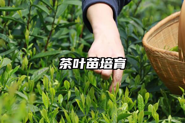 茶叶苗培育