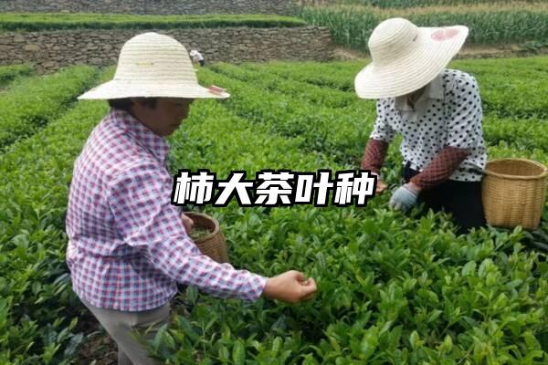 柿大茶叶种