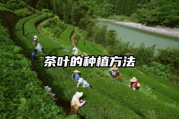 茶叶的种植方法