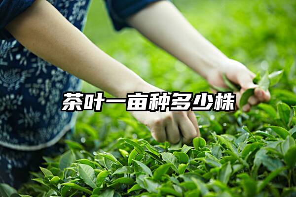 茶叶一亩种多少株