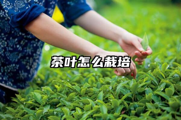 茶叶怎么栽培