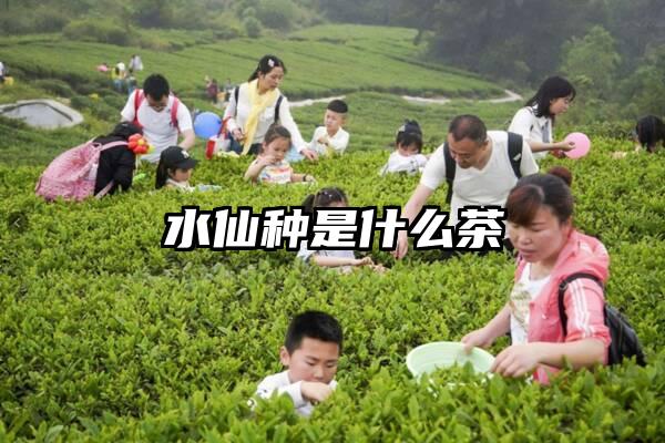 水仙种是什么茶