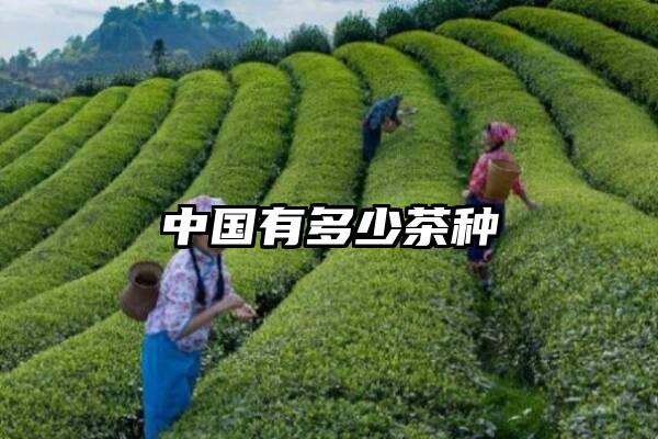 中国有多少茶种