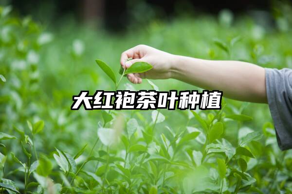 大红袍茶叶种植