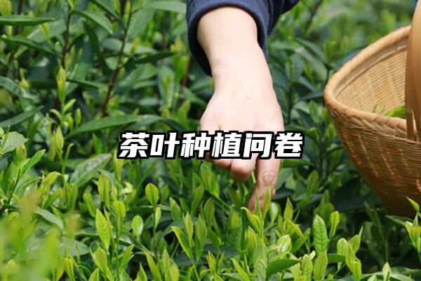 茶叶种植问卷