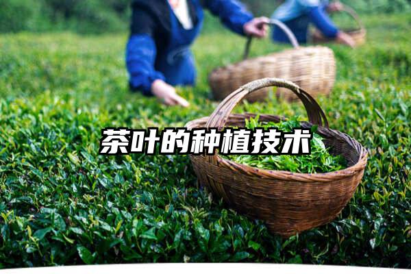 茶叶的种植技术