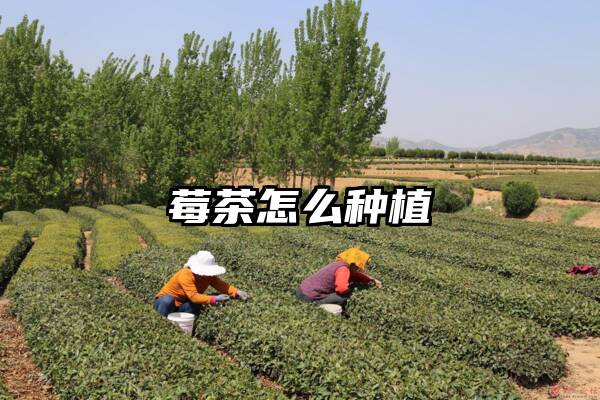 莓茶怎么种植