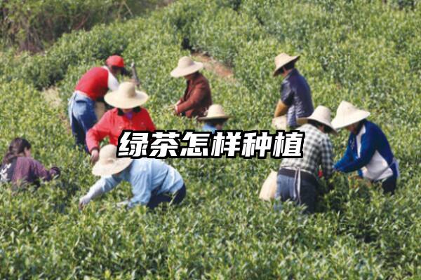 绿茶怎样种植