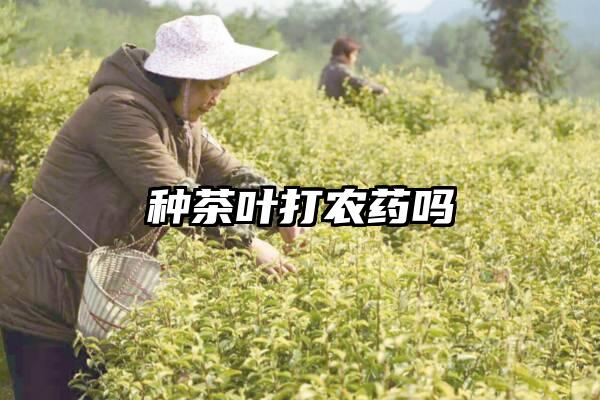 种茶叶打农药吗