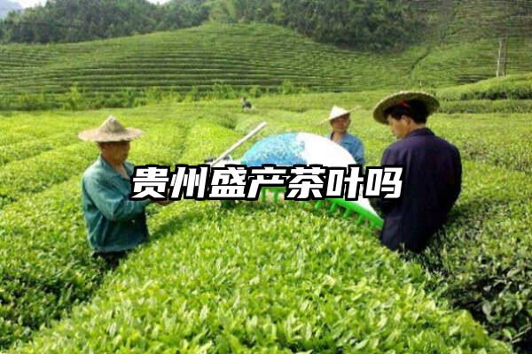 贵州盛产茶叶吗