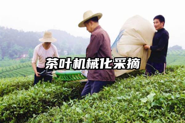 茶叶机械化采摘