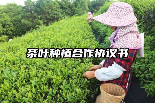 茶叶种植合作协议书