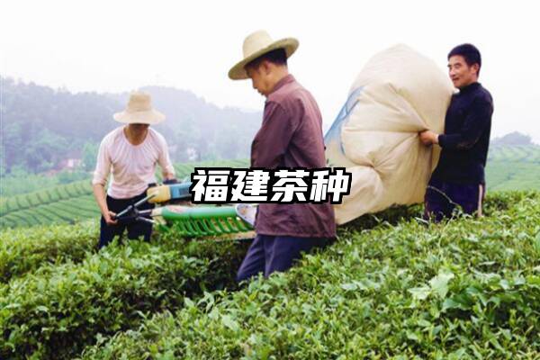 福建茶种