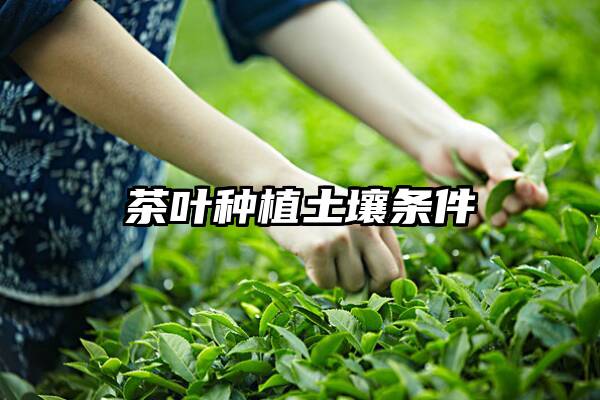 茶叶种植土壤条件