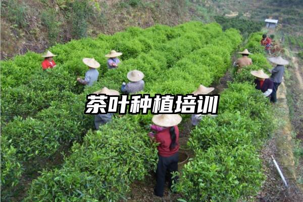 茶叶种植培训