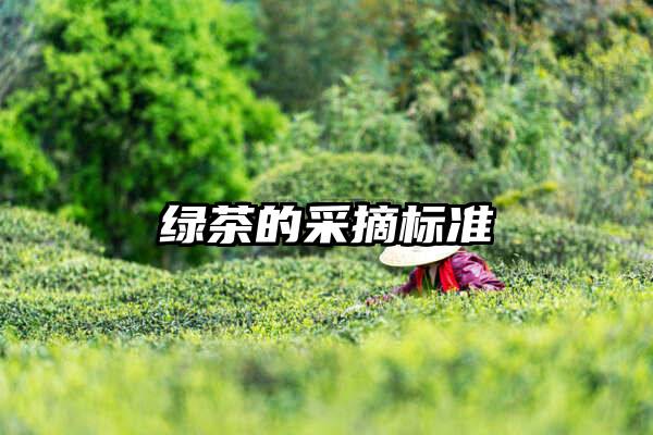 绿茶的采摘标准