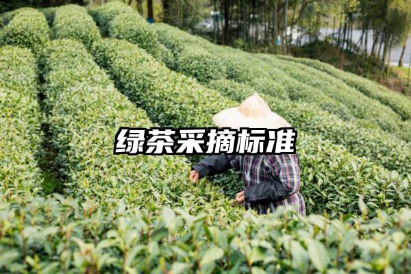 绿茶采摘标准