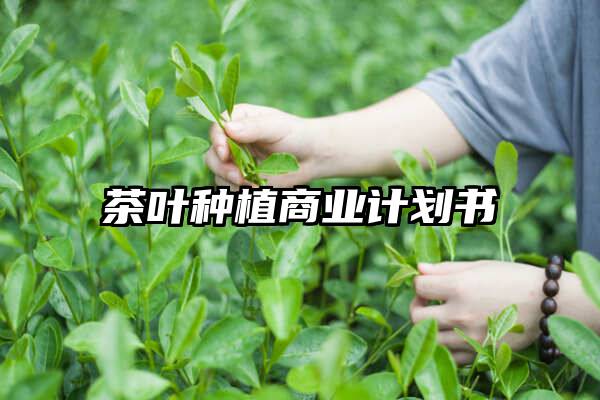 茶叶种植商业计划书