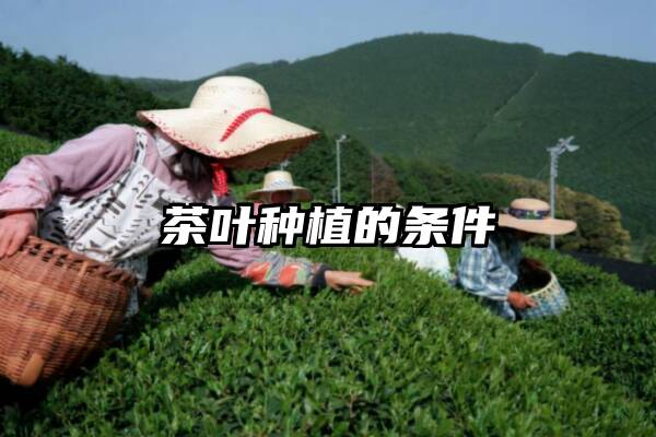 茶叶种植的条件