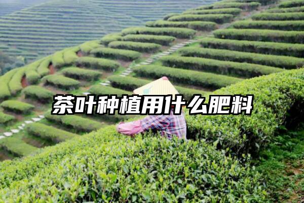 茶叶种植用什么肥料