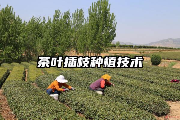 茶叶插枝种植技术
