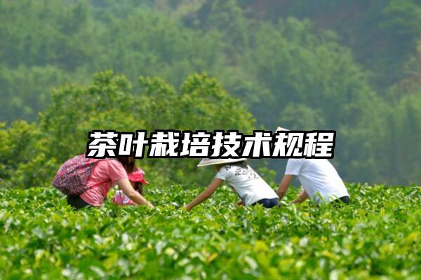 茶叶栽培技术规程