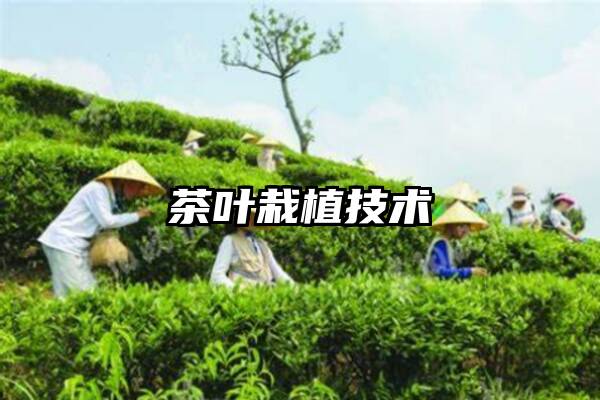 茶叶栽植技术