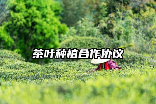 茶叶种植合作协议
