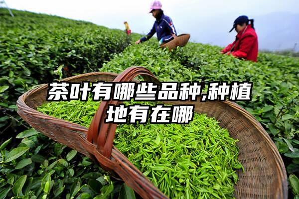 茶叶有哪些品种,种植地有在哪