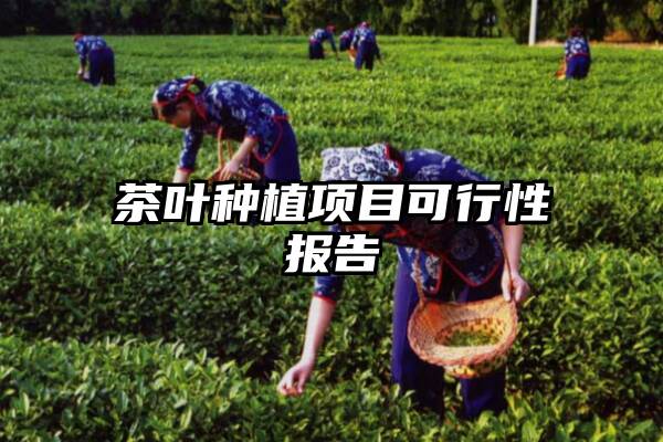 茶叶种植项目可行性报告