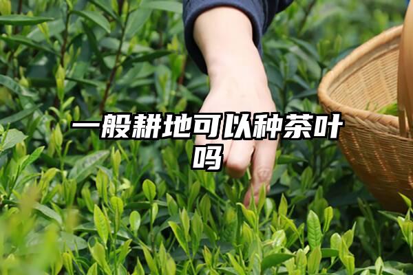 一般耕地可以种茶叶吗