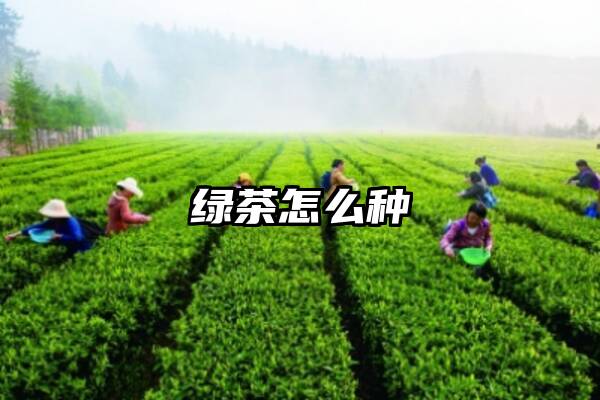 绿茶怎么种
