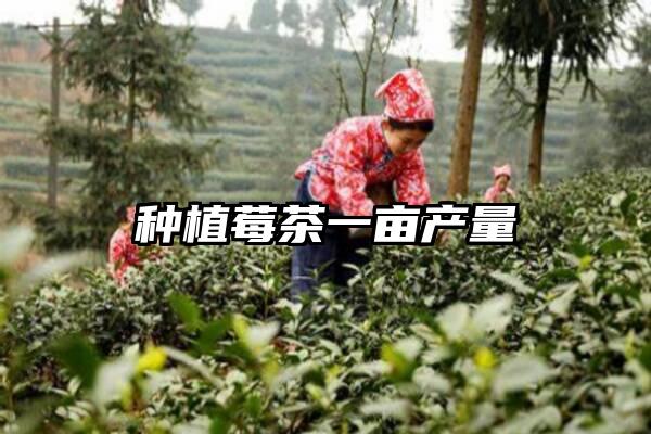 种植莓茶一亩产量