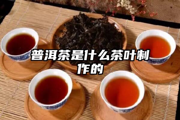 普洱茶是什么茶叶制作的