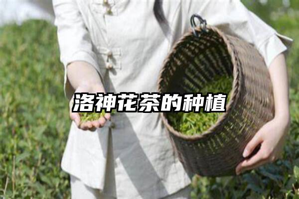 洛神花茶的种植