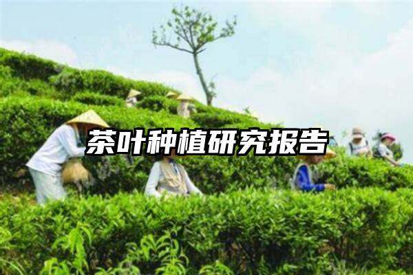 茶叶种植研究报告