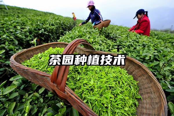 茶园种植技术