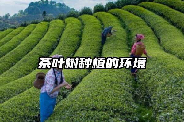 茶叶树种植的环境