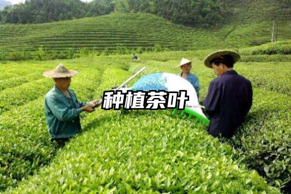 种植茶叶