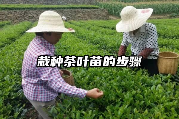 栽种茶叶苗的步骤