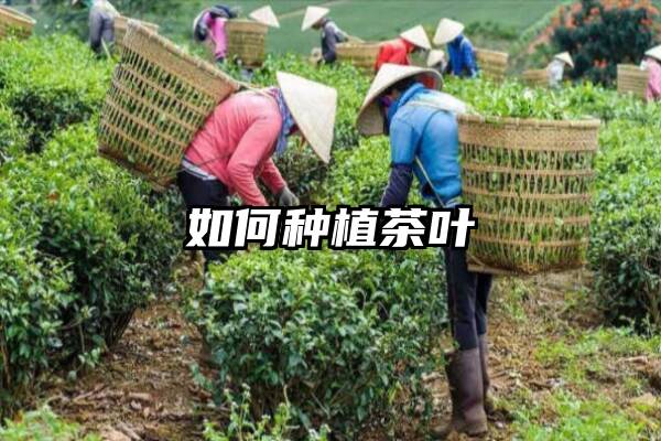 如何种植茶叶