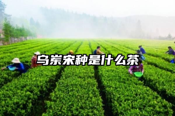 乌岽宋种是什么茶