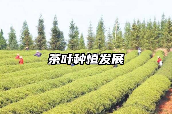 茶叶种植发展