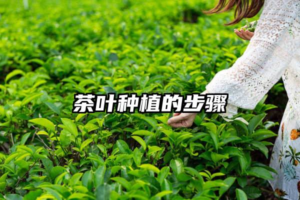茶叶种植的步骤