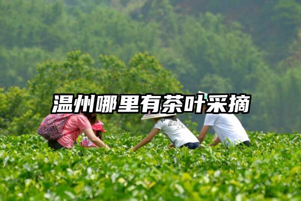 温州哪里有茶叶采摘