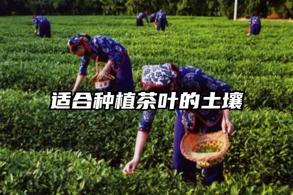 适合种植茶叶的土壤
